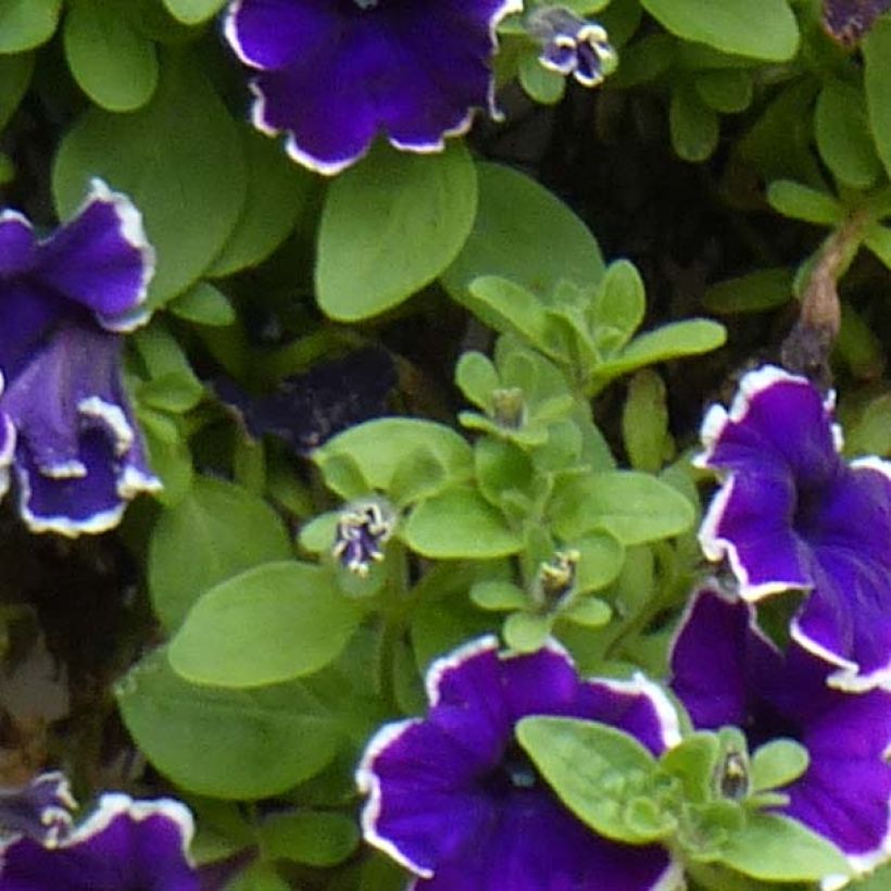 Petunia Blue Picotee - Hangpetunia (Blad)