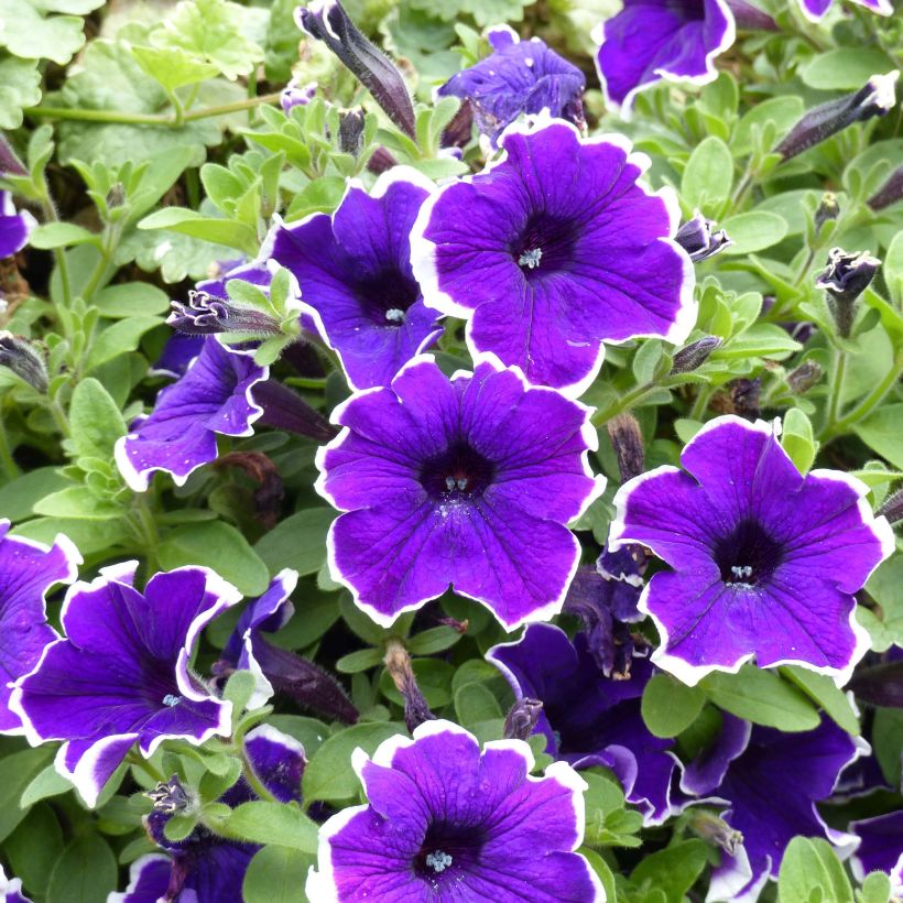 Petunia Blue Picotee - Hangpetunia (Bloei)