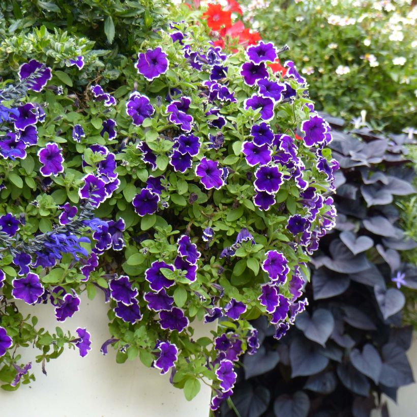 Petunia Blue Picotee - Hangpetunia (Groeiplaats)