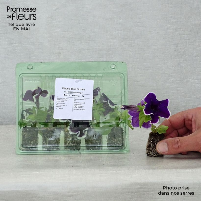 Exemplaar van Petunia Blue Picotee - Hangpetunia Mini-mot Ø 1,5/2,5 cm zoals geleverd in de lente