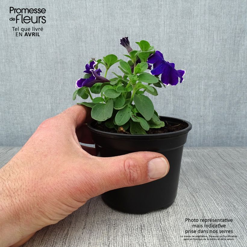 Exemplaar van Petunia Blue Picotee - Hangpetunia Kweekpotje van 8/9 cm zoals geleverd in de lente