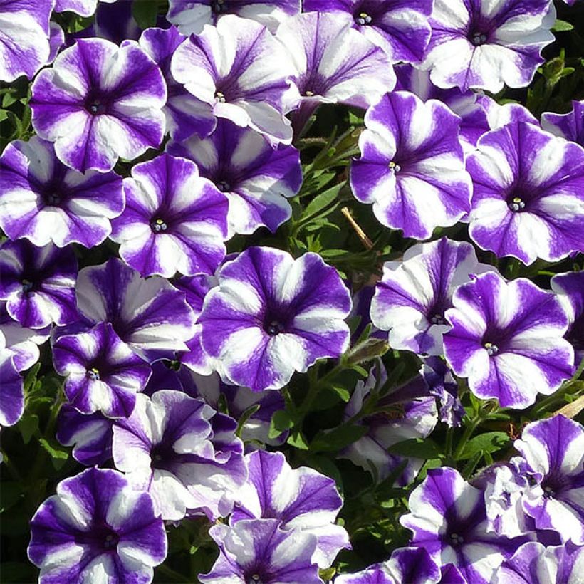 Petunia Blueberry Star - Hangpetunia (Bloei)