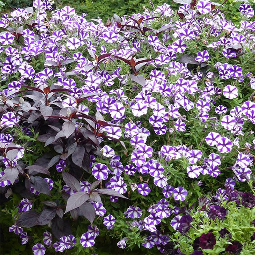 Petunia Blueberry Star - Hangpetunia (Groeiplaats)