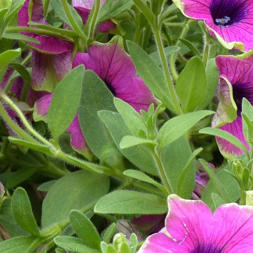 Petunia Designer Buzz Purple - Hangpetunia (Blad)