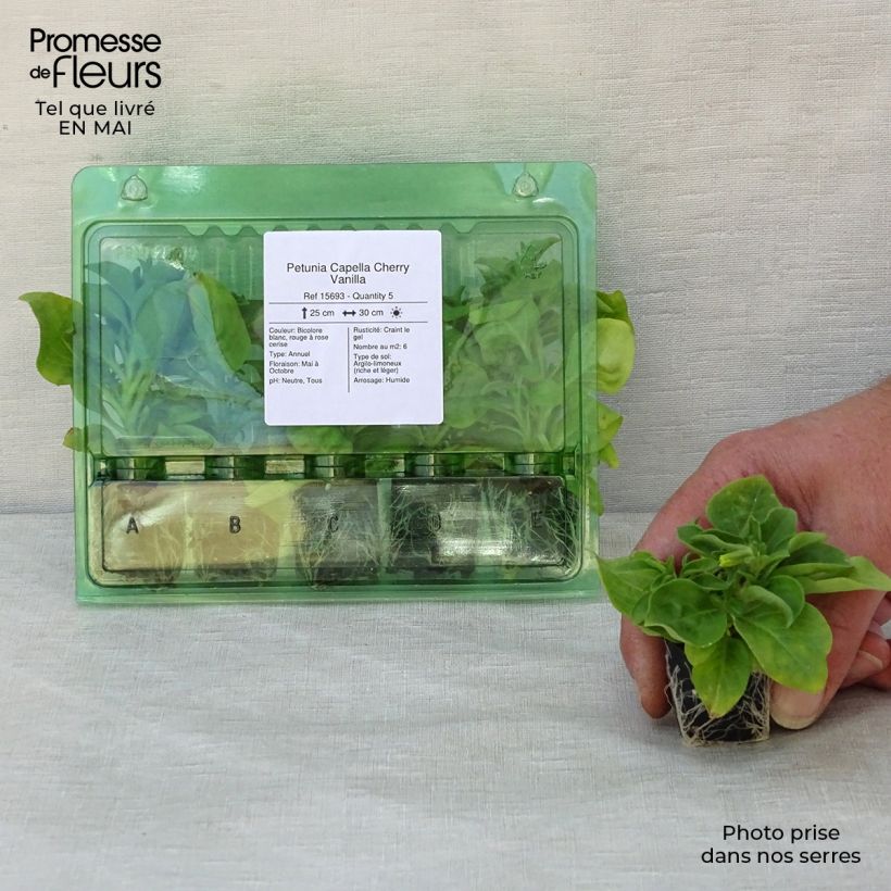 Exemplaar van Petunia Capella Cherry Vanilla - Hangpetunia Mini-mot Ø 3/4 cm zoals geleverd in de lente