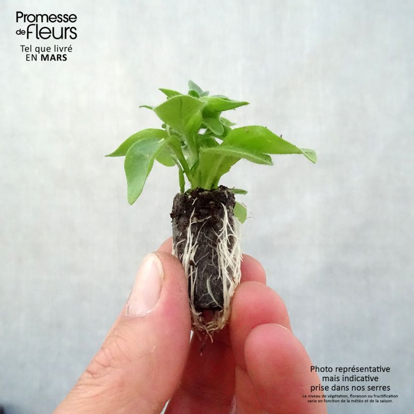 Exemplaar van Petunia Capella Hello Yellow - Hangpetunia Mini-mot Ø 3/4 cm zoals geleverd in de lente