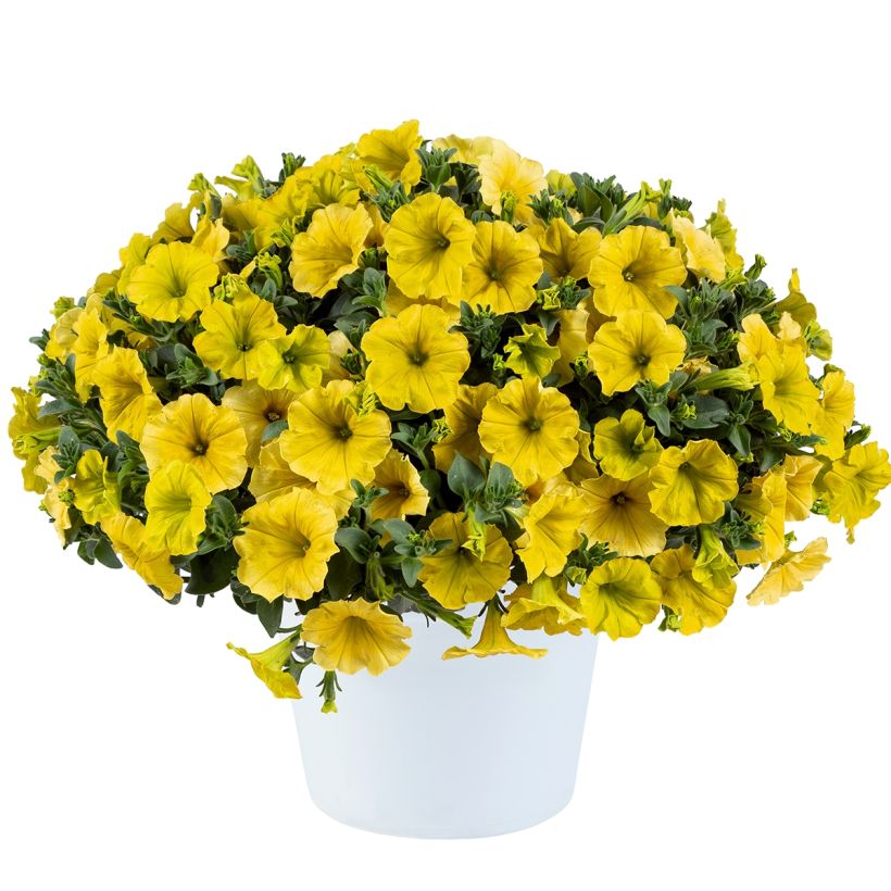 Petunia Capella Hello Yellow - Hangpetunia (Groeiplaats)