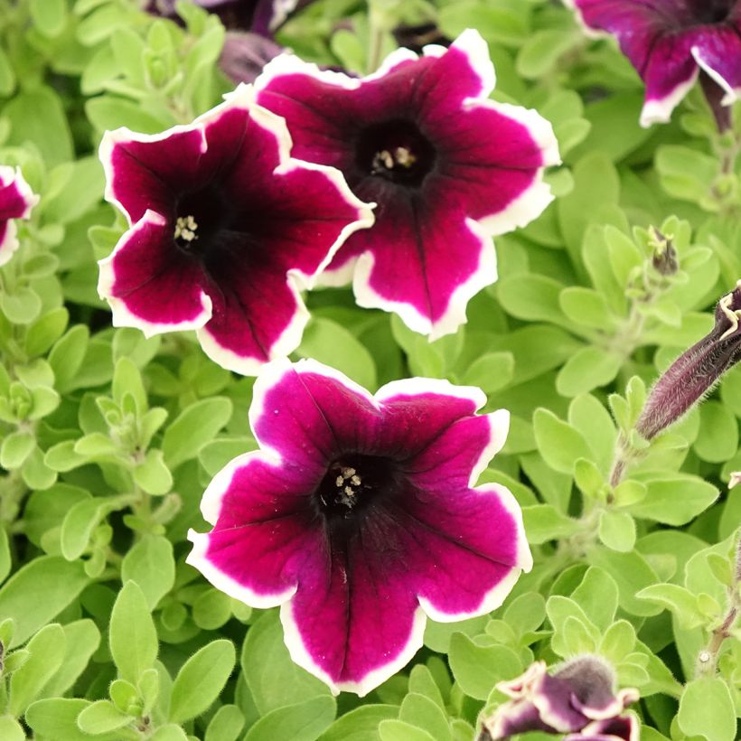 Petunia Cardinal Rim - Hangpetunia (Bloei)
