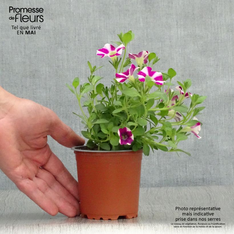 Exemplaar van Petunia Cascadias Bicolor Cabernet - Hangpetunia Kweekpotje van 8/9 cm zoals geleverd in de lente