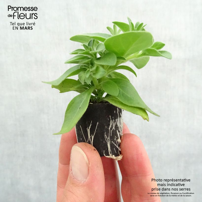 Exemplaar van Petunia Cascadias Indian Summer - Hangpetunia Mini-mot Ø 3/4 cm zoals geleverd in de lente