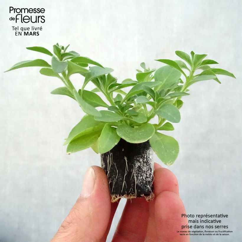 Exemplaar van Petunia Cascadias Rim Magenta - Hangpetunia Mini-mot Ø 3/4 cm zoals geleverd in de lente