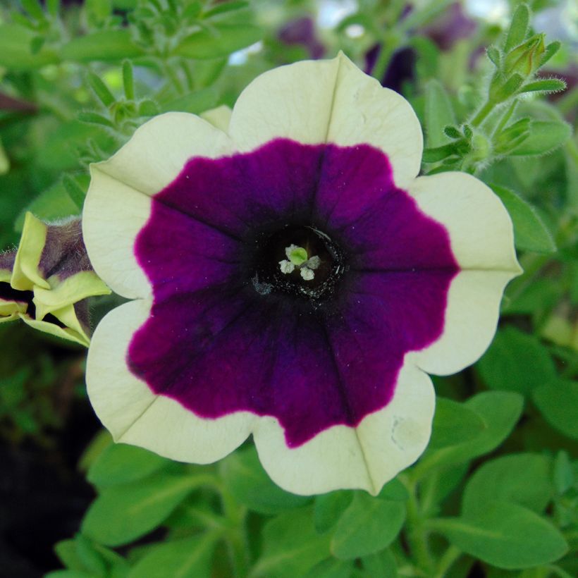 Petunia Cascadias Rim Magenta - Hangpetunia (Bloei)