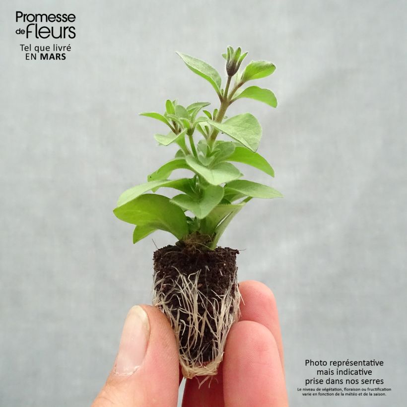 Exemplaar van Petunia Chocolina - Hangpetunia Mini-mot Ø 1,5/2,5 cm zoals geleverd in de lente