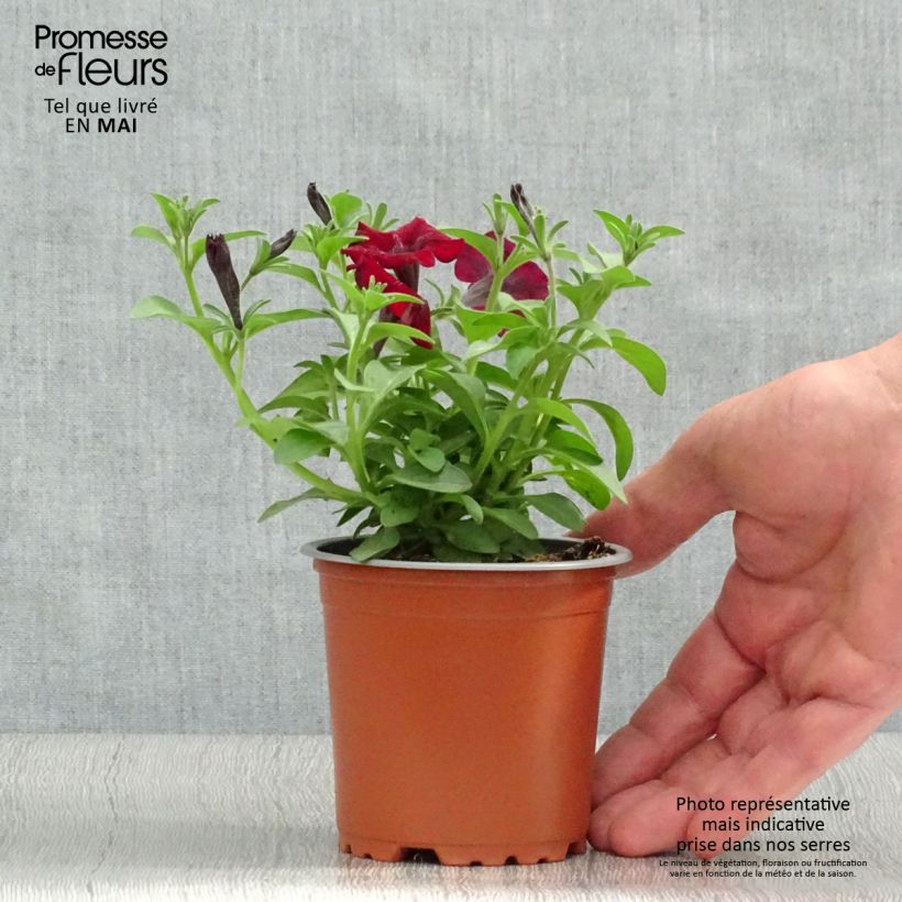 Exemplaar van Petunia Chocolina - Hangpetunia Kweekpotje van 8/9 cm zoals geleverd in de lente