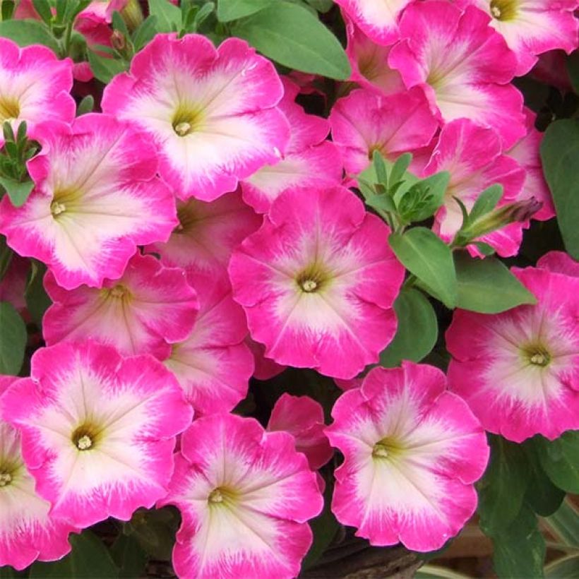 Petunia Corona Rose Rim - Hangpetunia (Bloei)