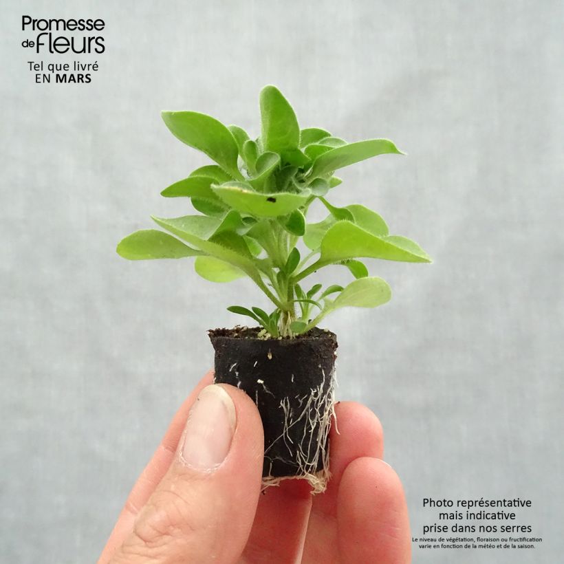 Exemplaar van Petunia Crazytunia Cosmic Purple - Hangpetunia Mini-mot Ø 1,5/2,5 cm zoals geleverd in de lente