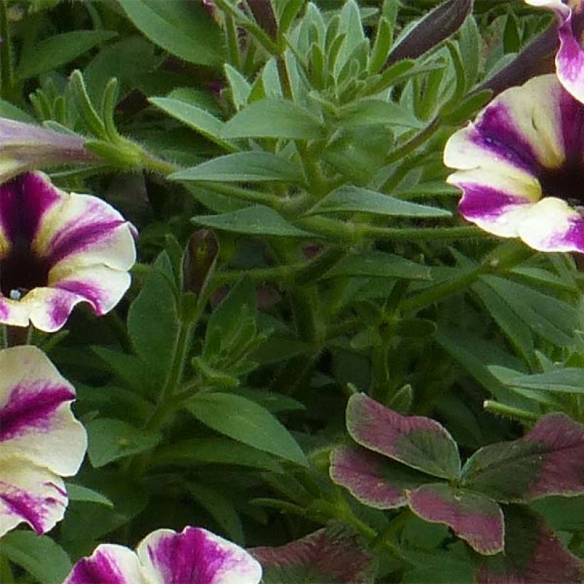 Petunia Dreamstar - Hangpetunia (Blad)