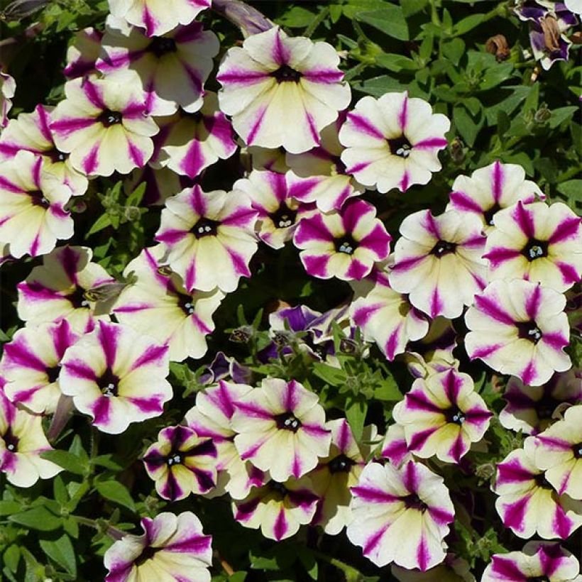 Petunia Dreamstar - Hangpetunia (Bloei)