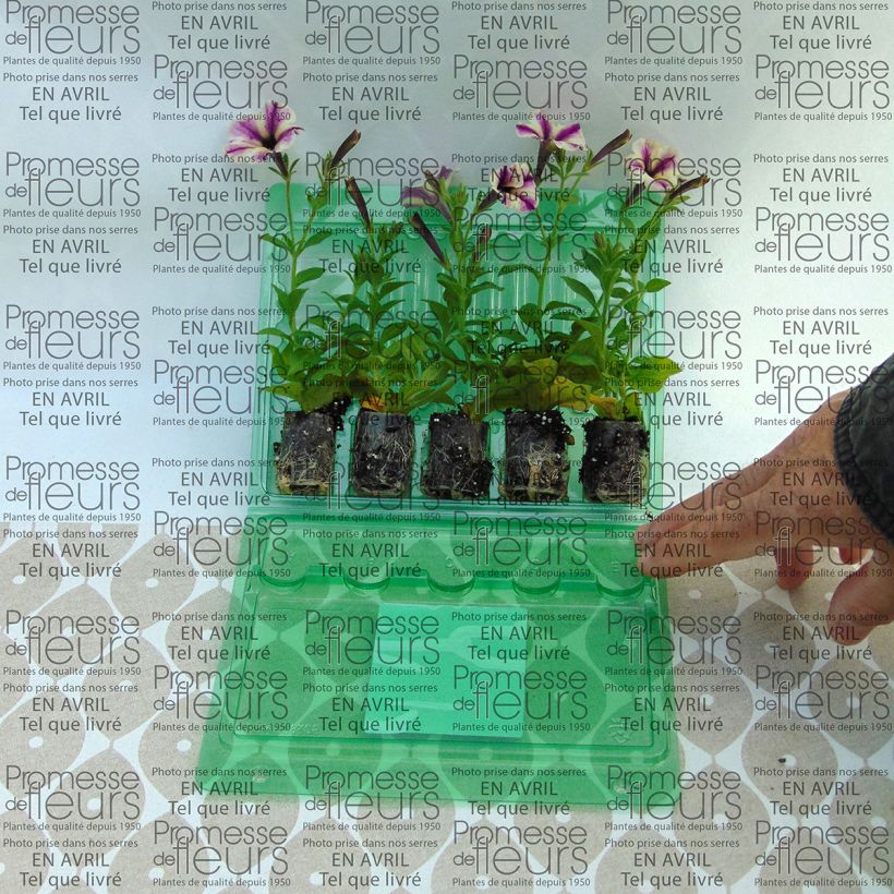 Voorbeeld van een exemplaar van Petunia Dreamstar - Hangpetunia Mini-mot Ø 3/4 cm zoals geleverd