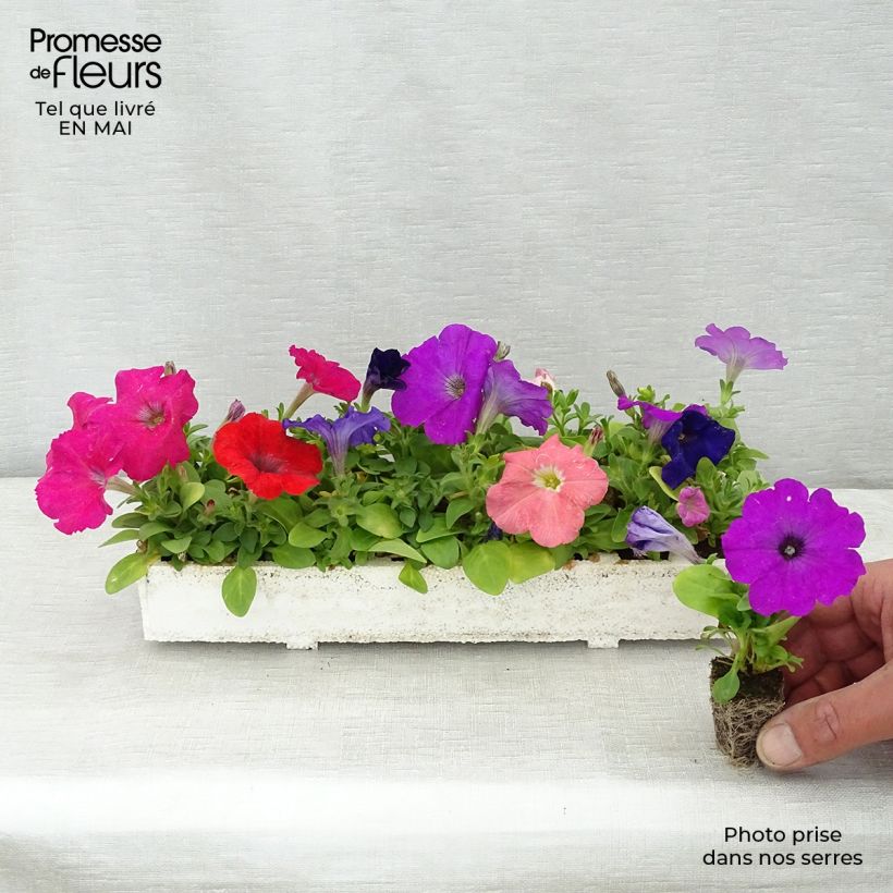 Exemplaar van Petunia Mambo Mix - Hangpetunia Kluitplant: kluit 3,8 cm x 3,2 cm in een tray voor 16 planten zoals geleverd in de lente