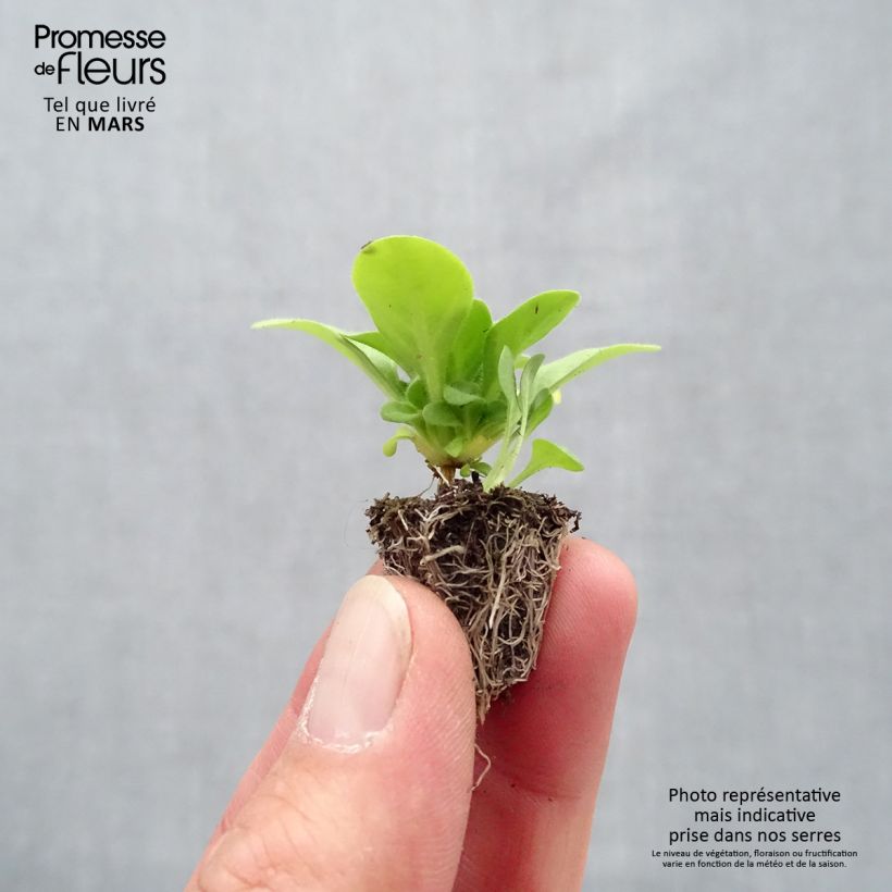 Exemplaar van Petunia Mambo Mix - Hangpetunia Minimotte: kluitje van 2,2 cm x 2 cm in kweekplaat per 35 stuks zoals geleverd in de lente