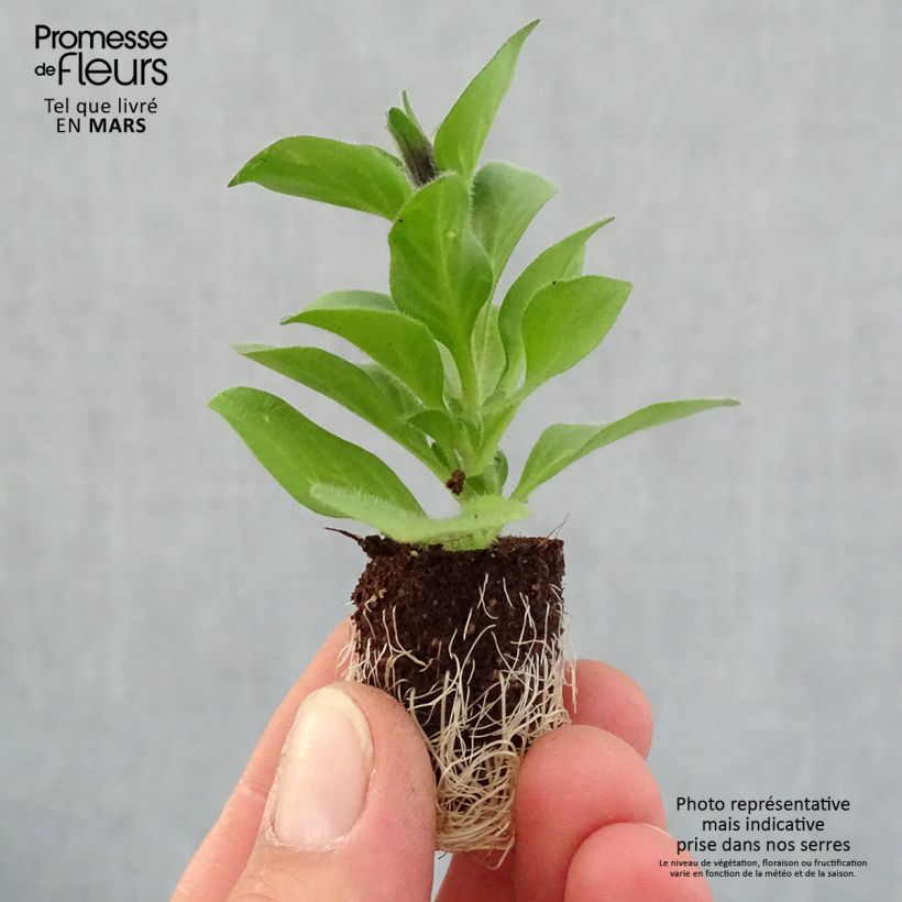 Exemplaar van Petunia Merlot - Hangpetunia Mini-mot Ø 1,5/2,5 cm zoals geleverd in de lente