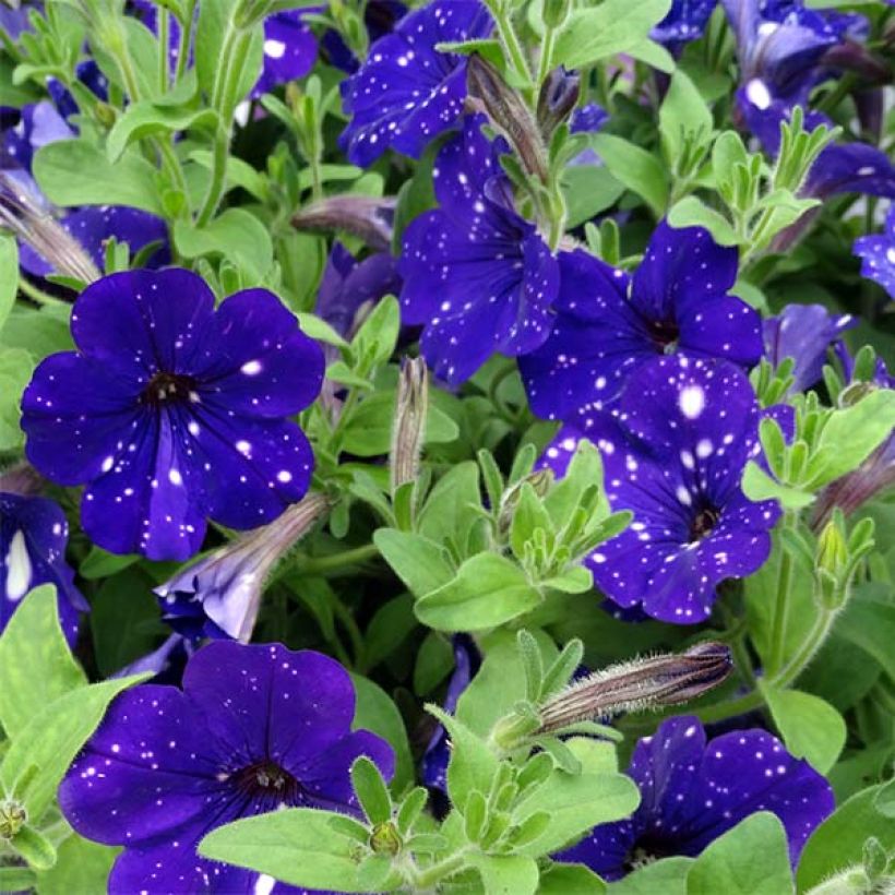 Petunia Night Sky - Hangpetunia (Bloei)