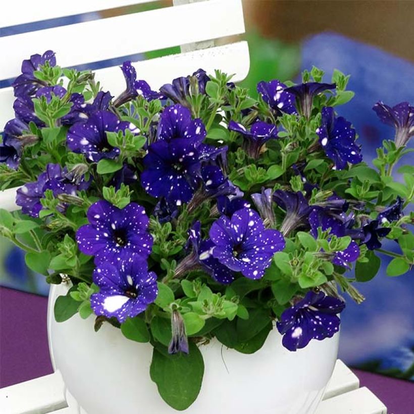Petunia Night Sky - Hangpetunia (Groeiplaats)