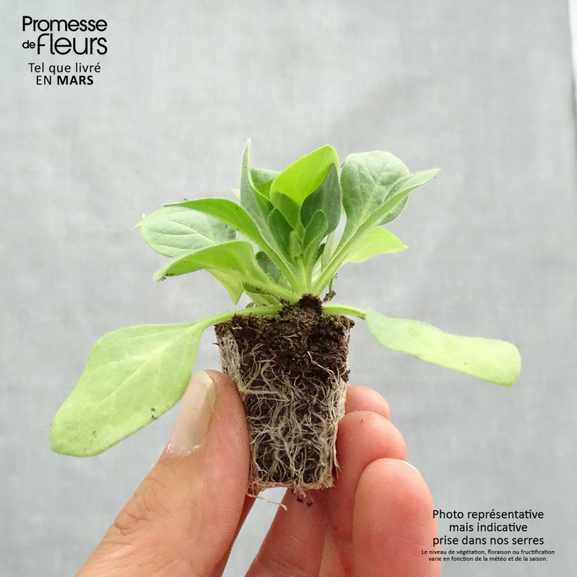 Exemplaar van Petunia Parure Mix - Hangpetunia Kluitplant: kluit 3,8 cm x 3,2 cm in een tray voor 16 planten zoals geleverd in de lente