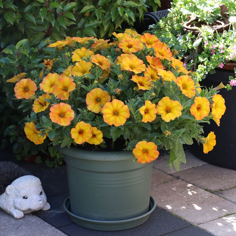 Petchoa BeautiCal Sunset Orange - Calitunia (Groeiplaats)