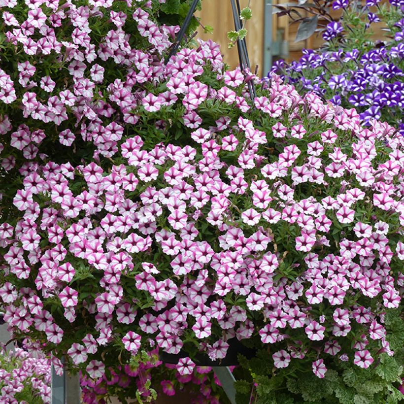 Petunia Pink Star - Hangpetunia (Bloei)