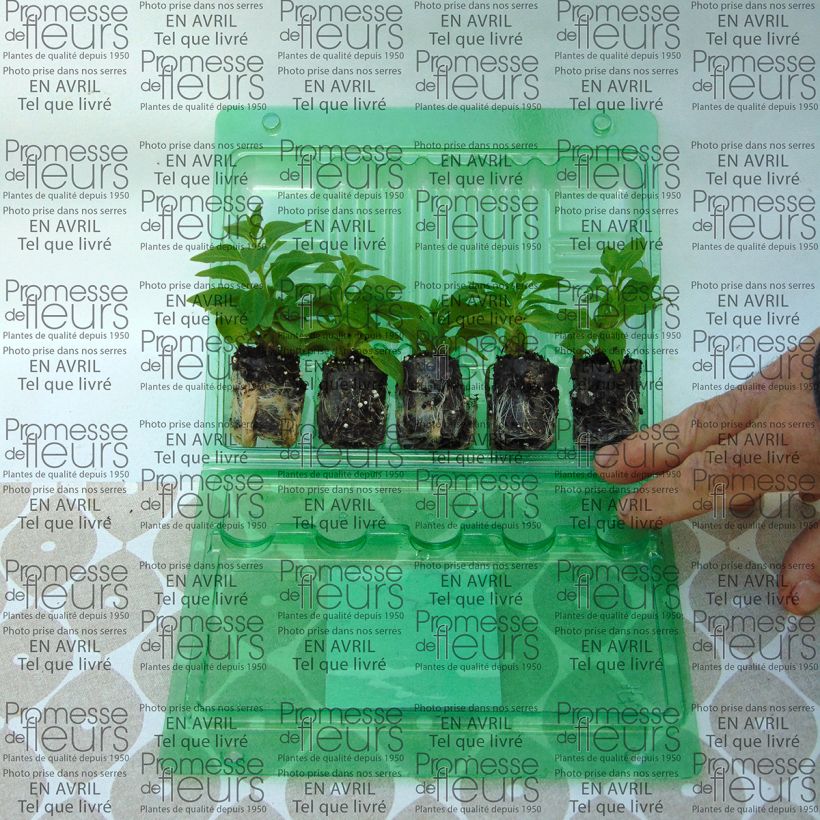 Voorbeeld van een exemplaar van Petunia Pink Star - Hangpetunia Mini-mot Ø 3/4 cm zoals geleverd