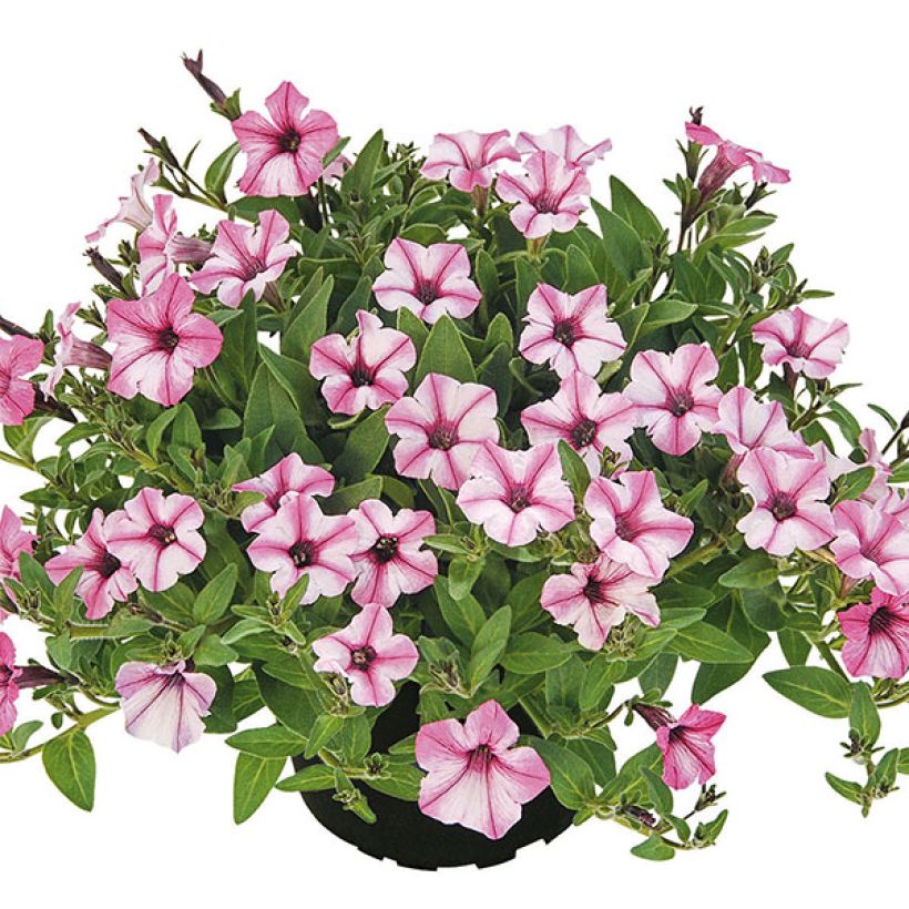 Petunia Pink Star - Hangpetunia (Groeiplaats)