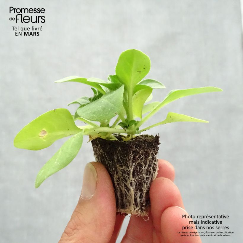 Exemplaar van Petunia Pirouette Rose - Hangpetunia Kluitplant: kluit 3,8 cm x 3,2 cm in een tray voor 16 planten zoals geleverd in de lente