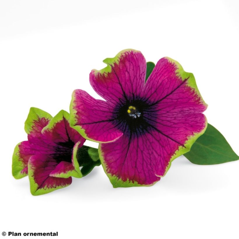Petunia Pretty Much Picasso - Hangpetunia (Bloei)