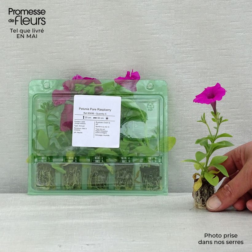 Exemplaar van Petunia Pure Raspberry - Hangpetunia Mini-mot Ø 1,5/2,5 cm zoals geleverd in de lente