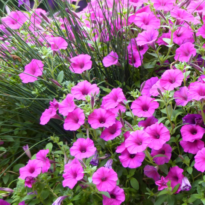 Petunia Pure Raspberry - Hangpetunia (Bloei)