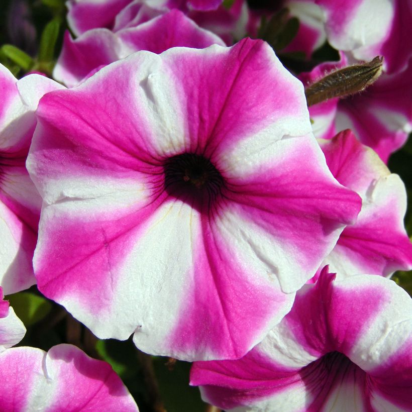 Petunia Raspberry Star - Hangpetunia (Bloei)