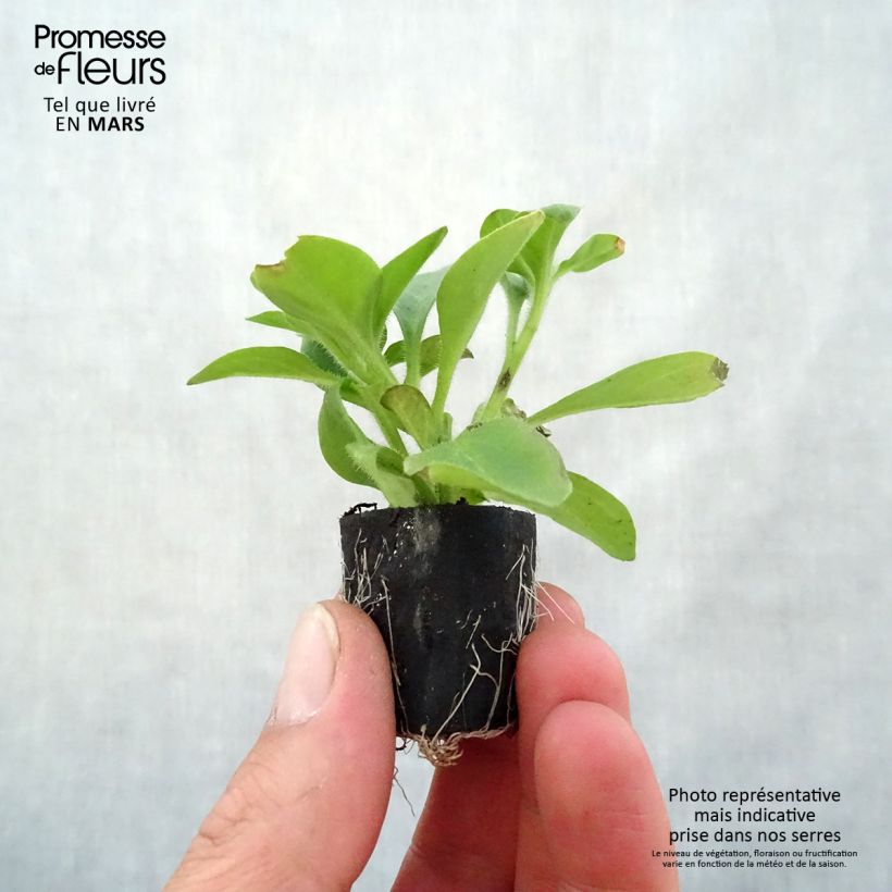 Exemplaar van Petunia Red Carpet Collection Rimarkable - Hangpetunia Mini-mot Ø 1,5/2,5 cm zoals geleverd in de lente