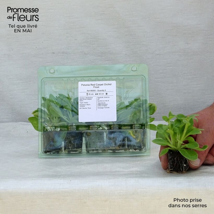 Exemplaar van Petunia Red Carpet Orchid Frost - Hangpetunia Mini-mot Ø 3/4 cm zoals geleverd in de lente