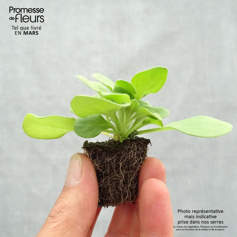 Exemplaar van Petunia Sophistica Blackberry - Hangpetunia Kluitplant: kluit 3,8 cm x 3,2 cm in een tray voor 16 planten zoals geleverd in de lente