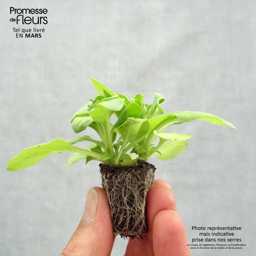 Exemplaar van Petunia Sophistica Lime Green - Hangpetunia Kluitplant: kluit 3,8 cm x 3,2 cm in een tray voor 16 planten zoals geleverd in de lente