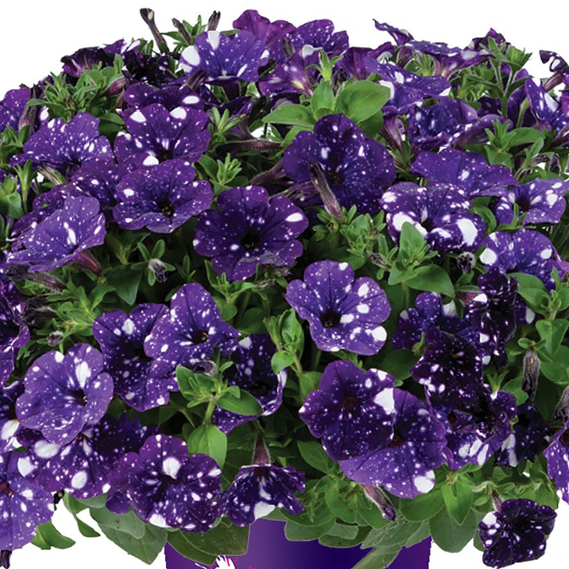 Petunia Splash Dance Bolero Blue - Hangpetunia (Bloei)