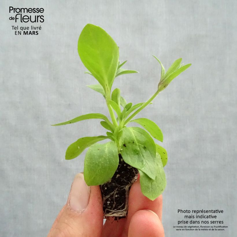 Exemplaar van Petunia Splash Dance Magenta Mambo - Hangpetunia Mini-mot Ø 3/4 cm zoals geleverd in de lente