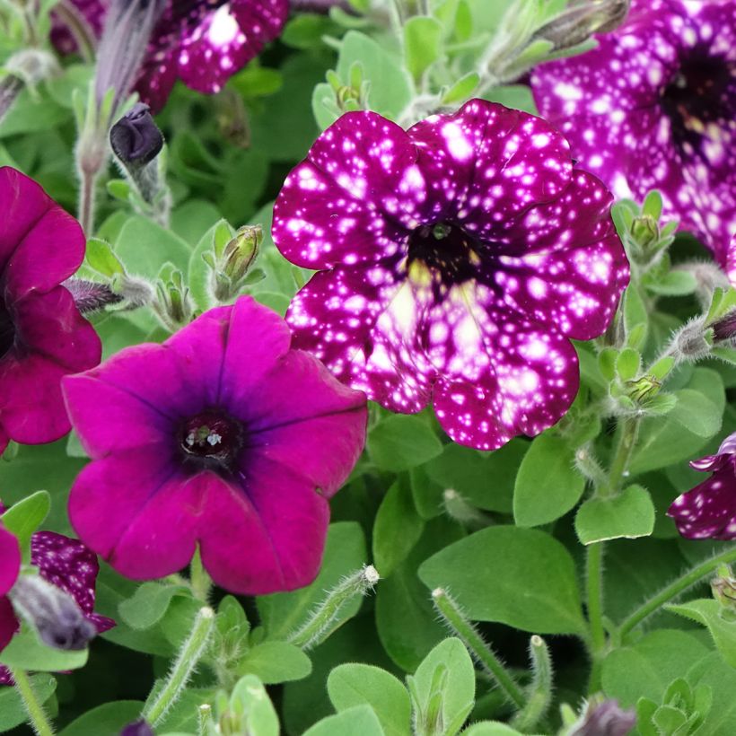 Petunia Splash Dance Magenta Mambo - Hangpetunia (Bloei)