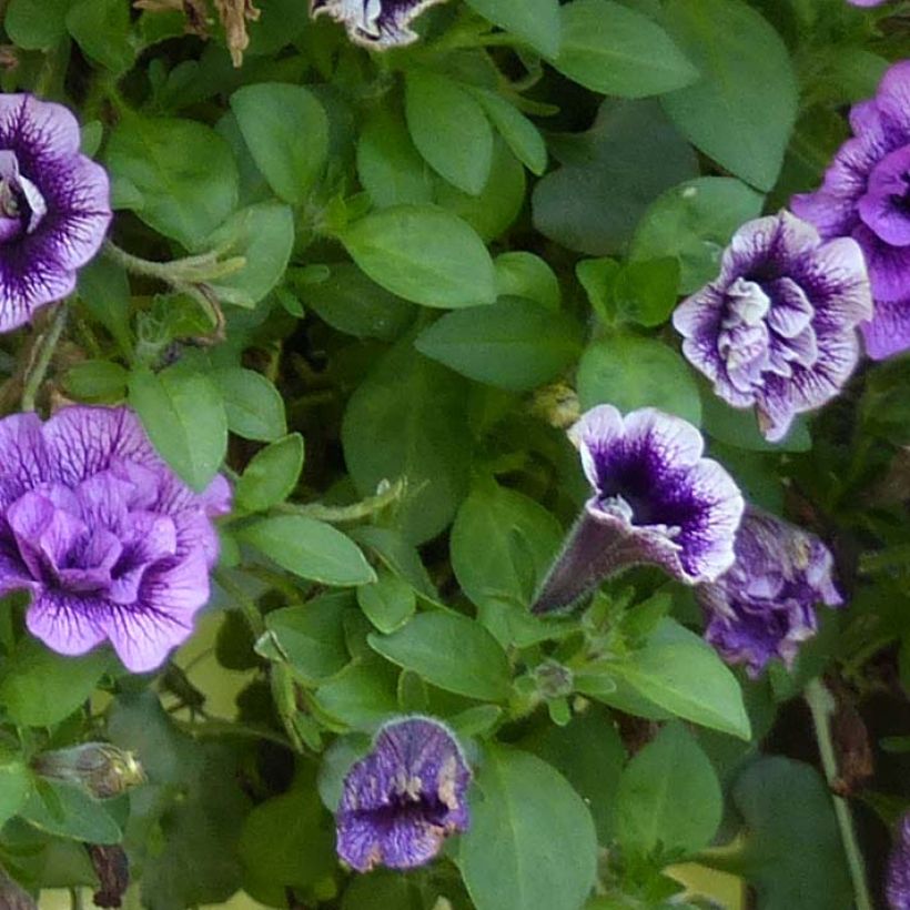 Petunia Sugar Plum - Hangpetunia (Blad)
