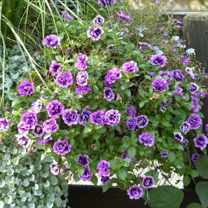 Petunia Sugar Plum - Hangpetunia (Groeiplaats)
