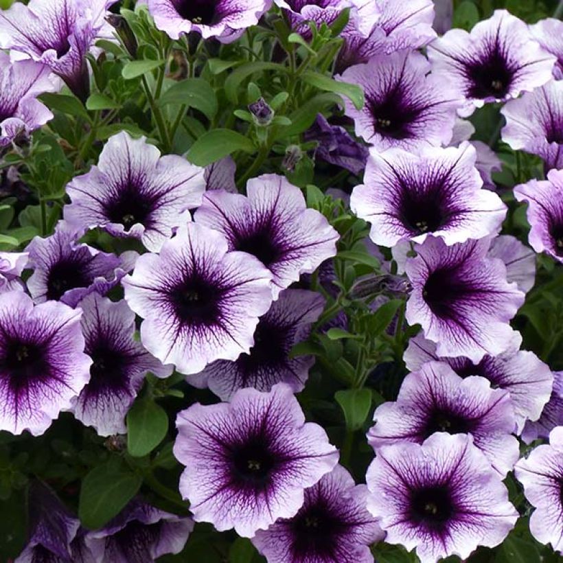Petunia Supertunia Bordeaux - Hangpetunia (Bloei)