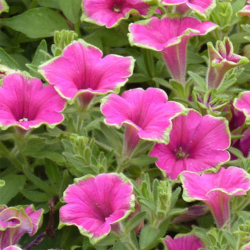 Petunia Supertunia Picasso in Pink - Hangpetunia (Bloei)