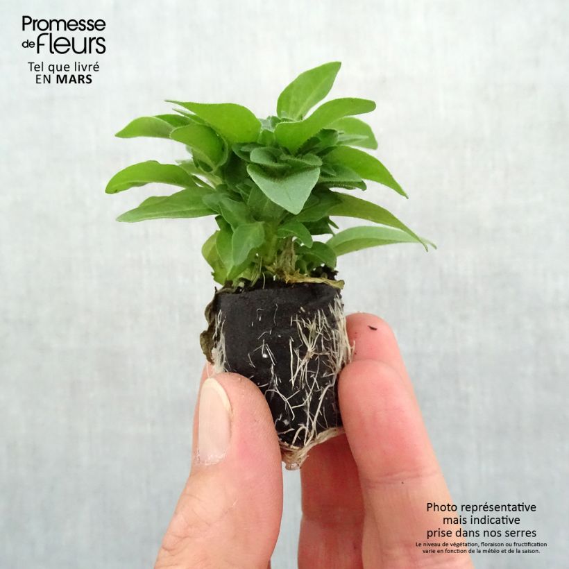 Exemplaar van Petunia Supertunia Pink Star - Hangpetunia Mini-mot Ø 3/4 cm zoals geleverd in de lente